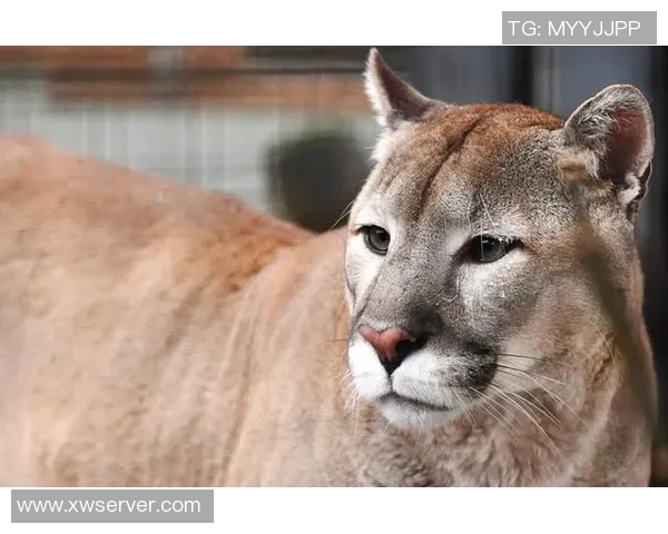 阿特拉斯与美洲狮的精彩对决结果揭晓，谁将胜出成焦点